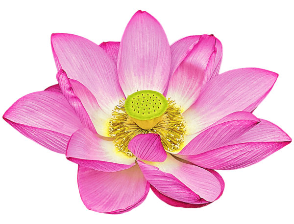 lotus flower Png image