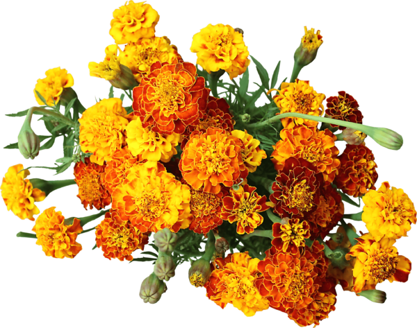 Marigold Flowers PNG Image