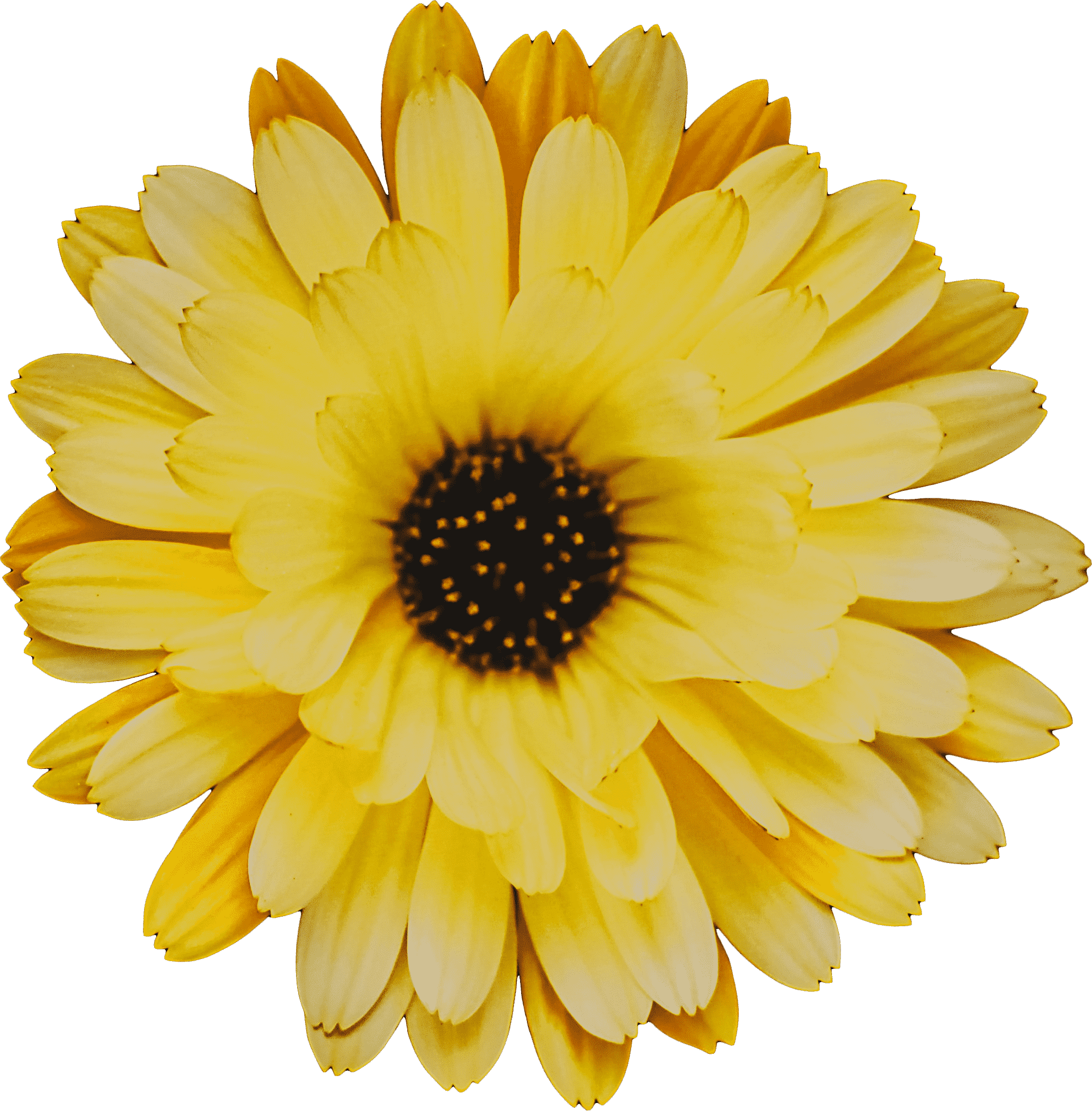 PNG Sunflower