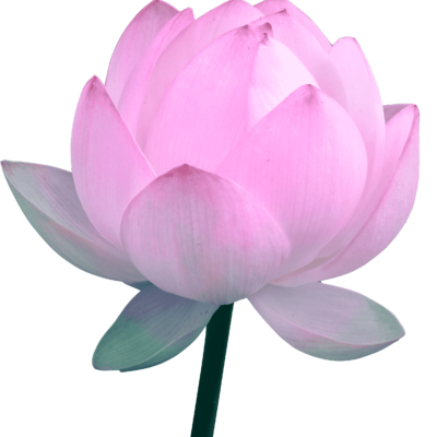 national flower lotus
