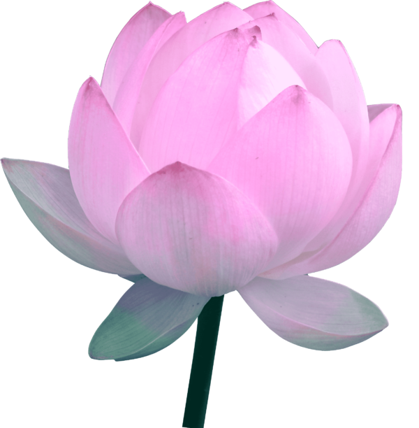 national flower lotus