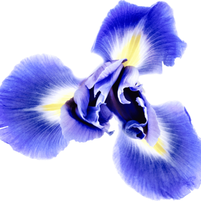pawel czerwinski iris flower