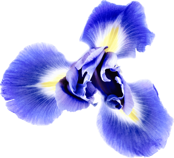 pawel czerwinski iris flower