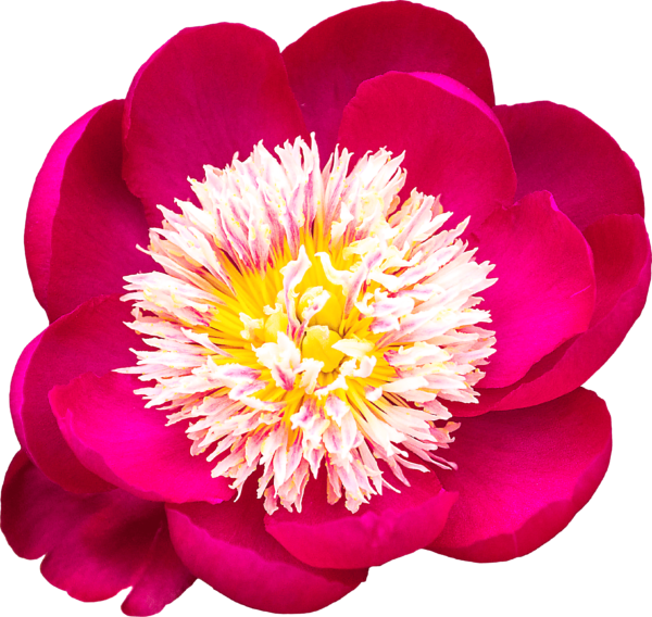 Peony flower PNG