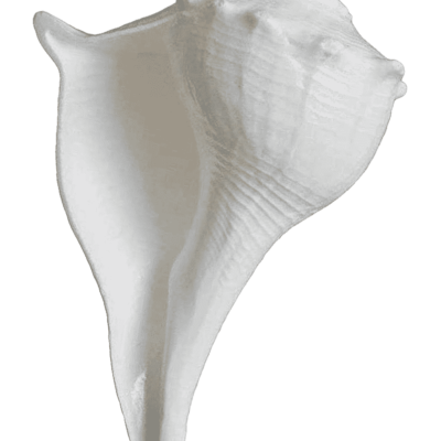 pooja conch shell