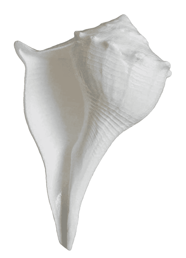 pooja conch shell