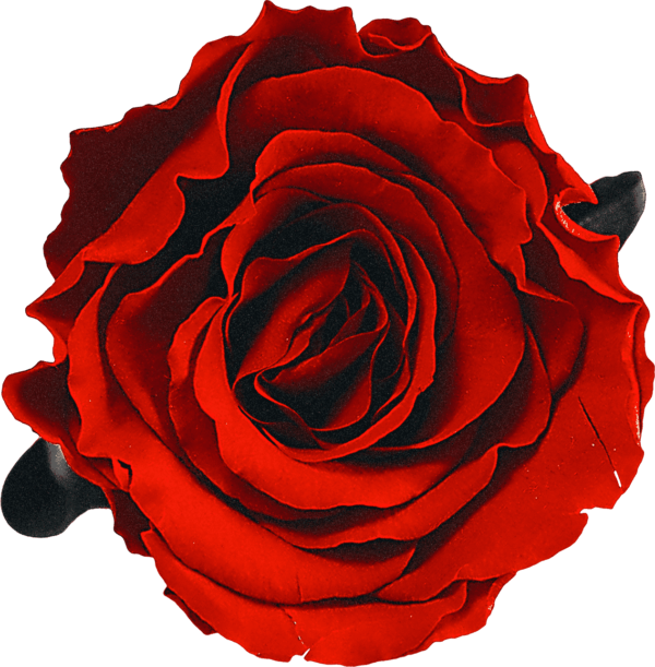 Rose PNG flower