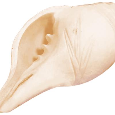 shankh conch shell
