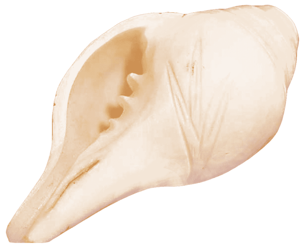 shankh conch shell