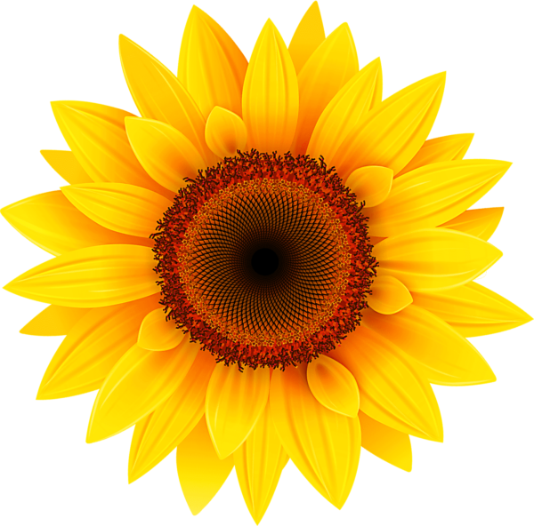 Sunflower png vector
