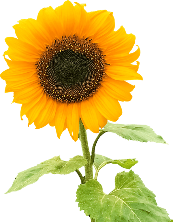 Sunflowers PNG plant