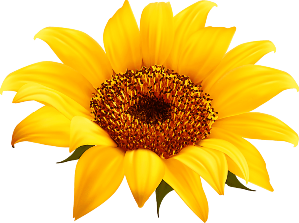 sunflower yellow Vector