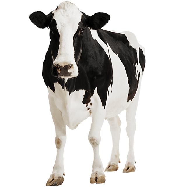 white black indian cow png