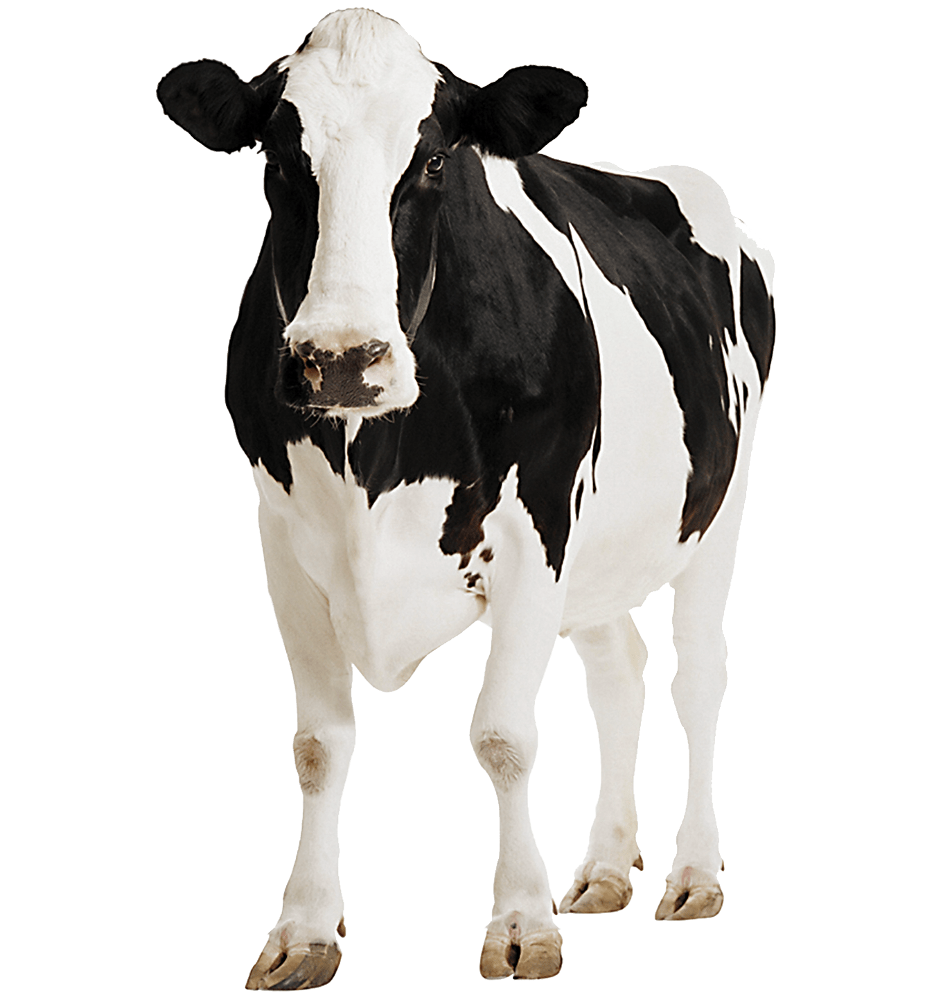indian cow images for kids