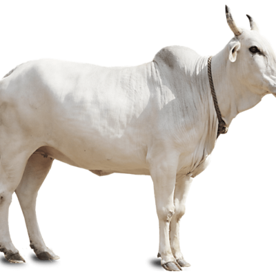 white cow png