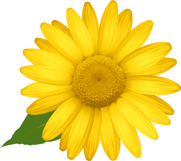 yellow daisies clipart