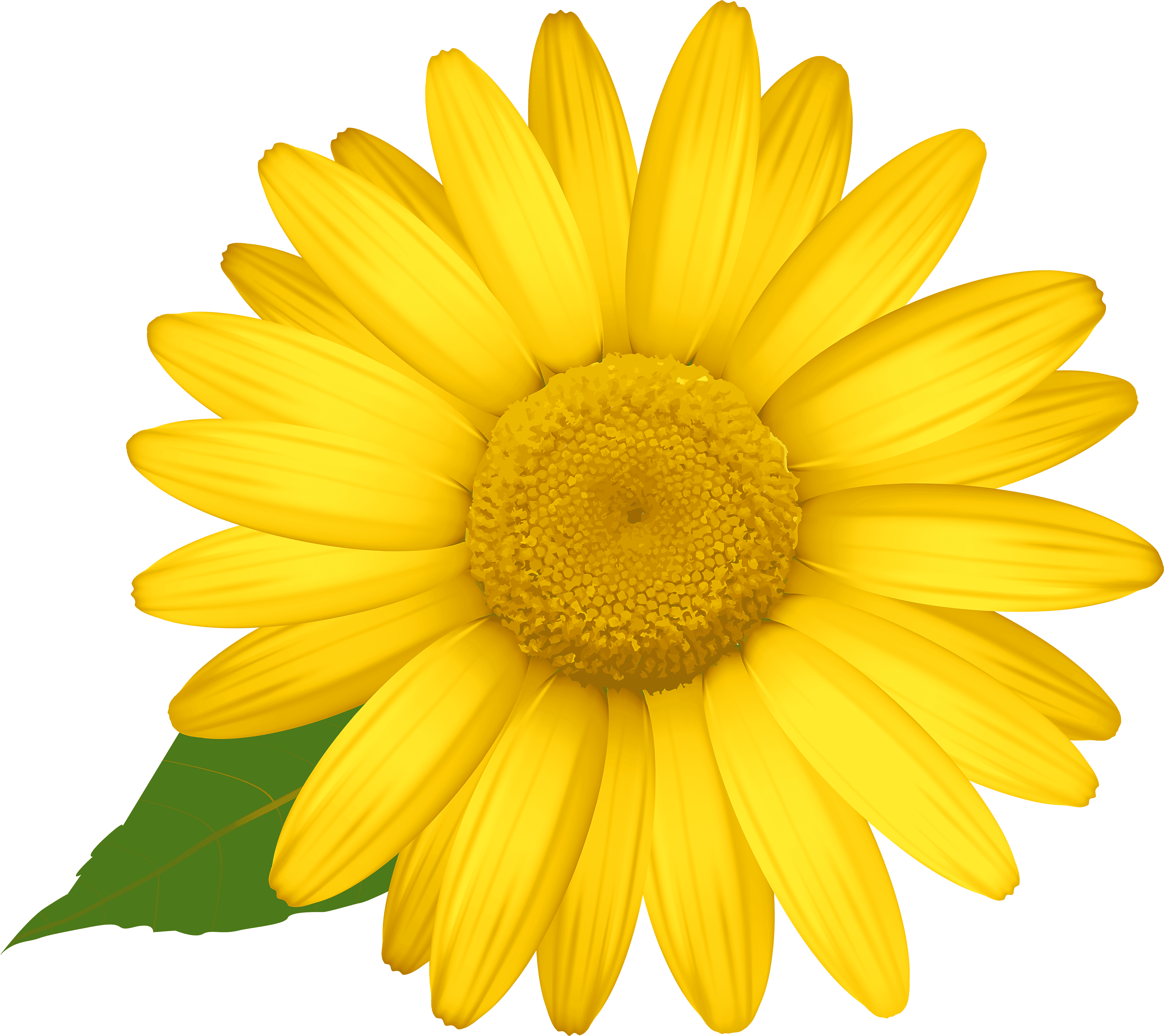 yellow daisy png