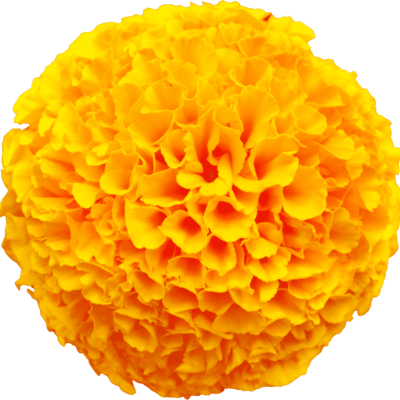 yellow merigold flower